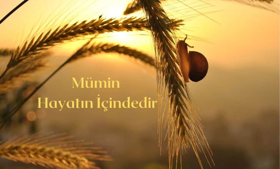 Mumin Hayatin Icindedir